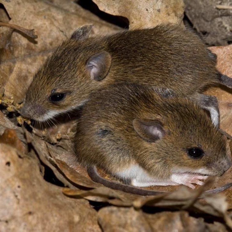 Уничтожения мышей в частном доме в Кызылорде?