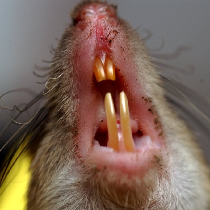 Дератизация крыс в Кызылорде?